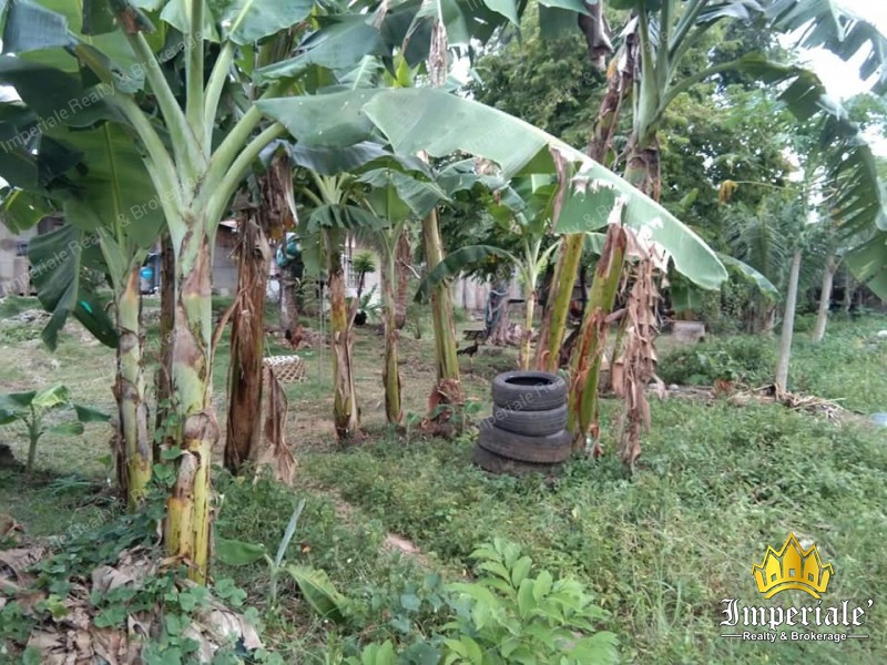 PACHIRA HOMES